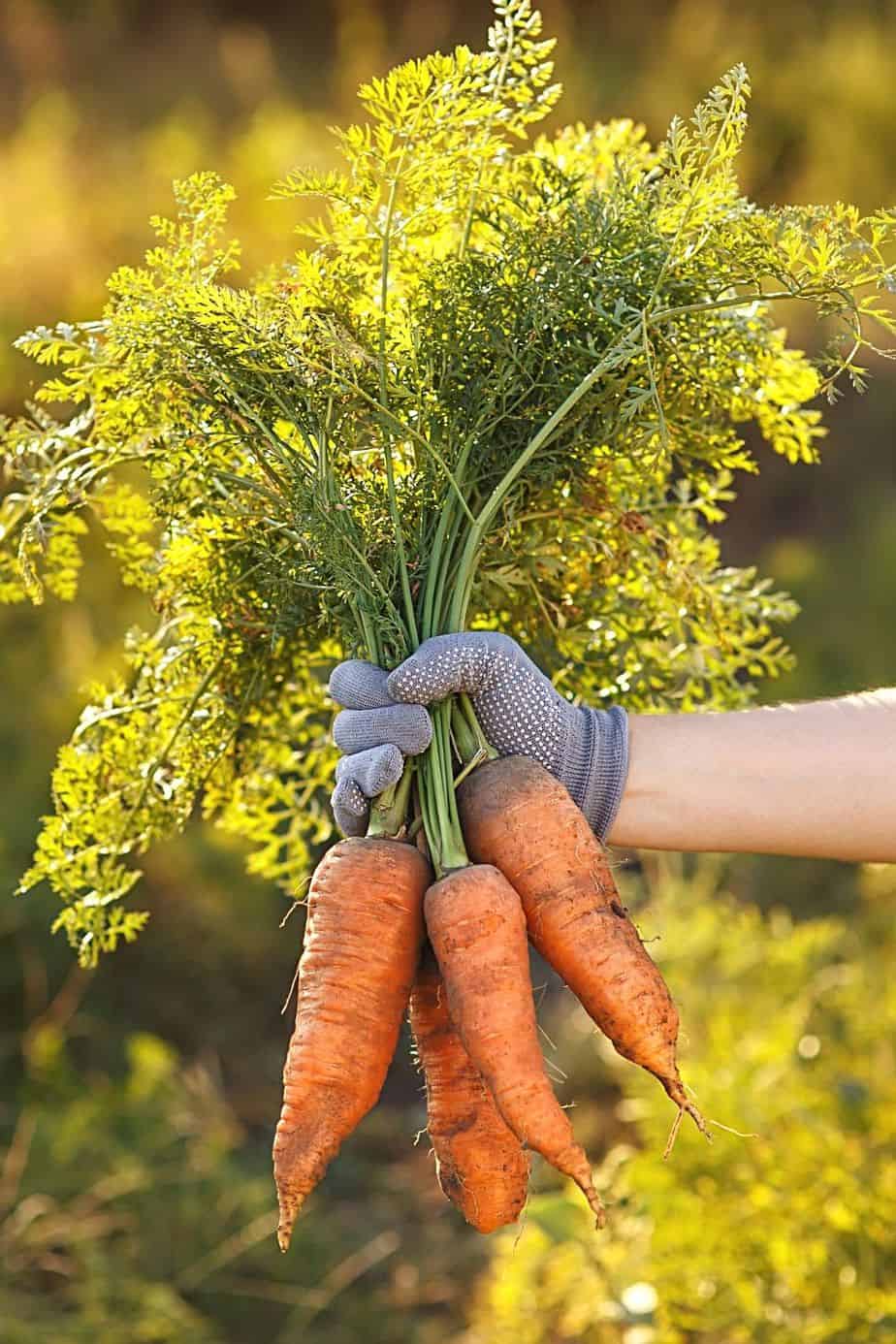 Carrots are best grown in raised vegetables to avoid carrot flies from infesting them