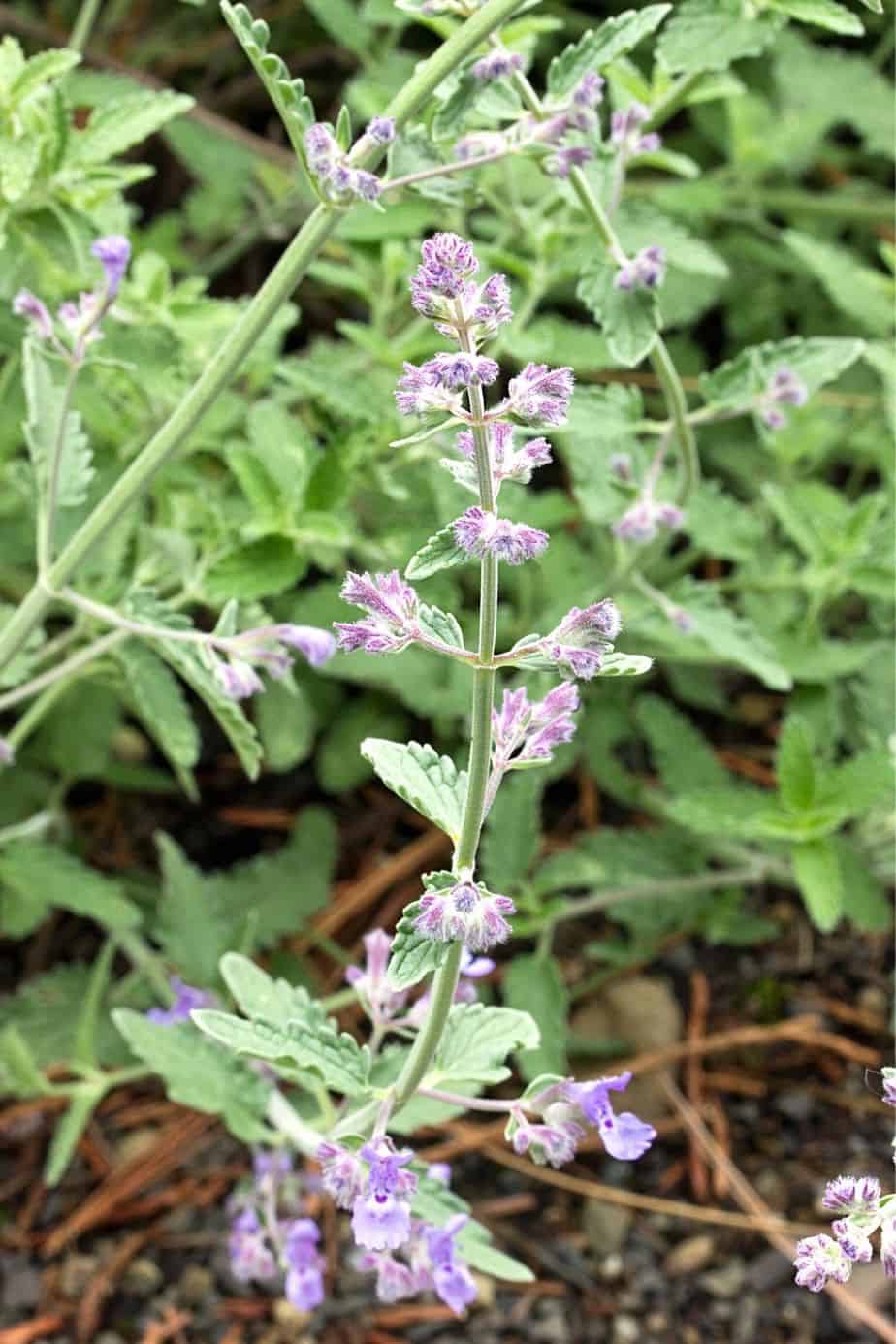 Catmint is an inedible variety of mint that will thrive in a west-facing side of the house garden