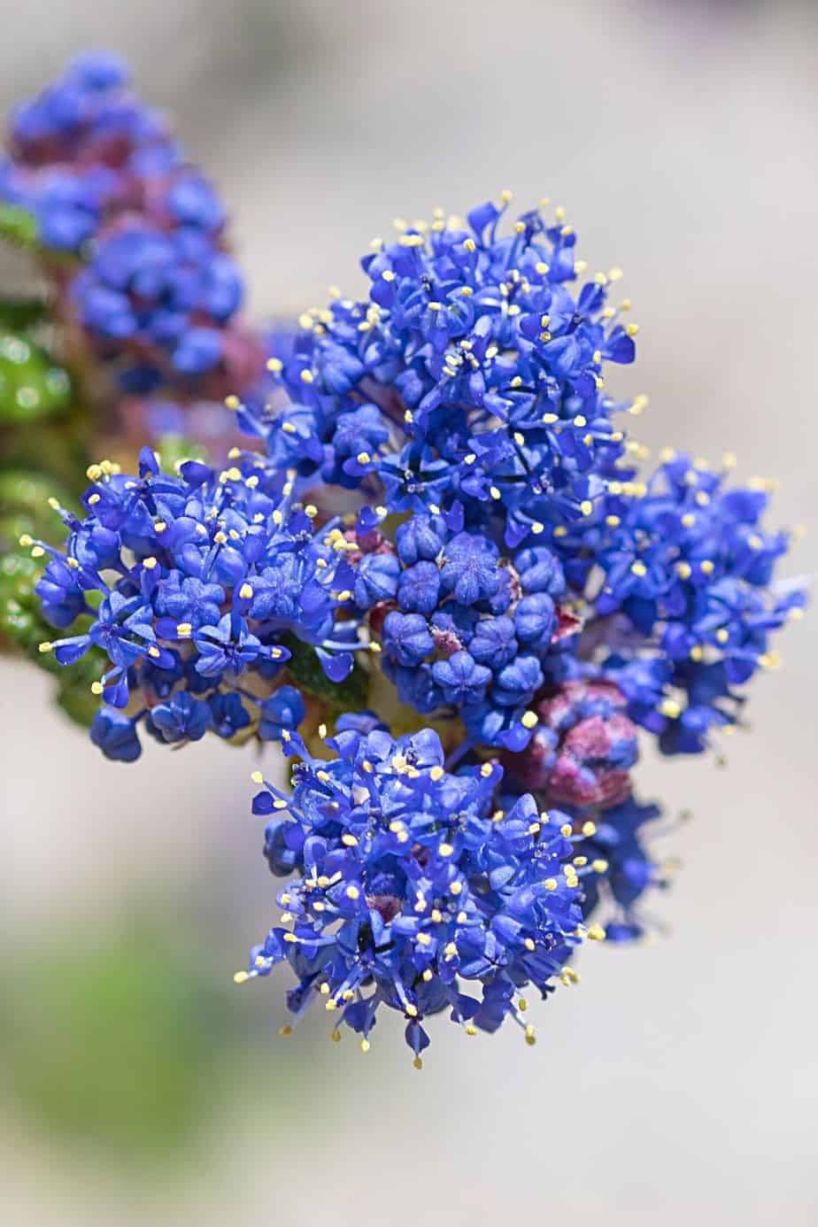 The west-facing side of the house is where you should plant your Ceanothus as it can shield the plant from cold, direct winds