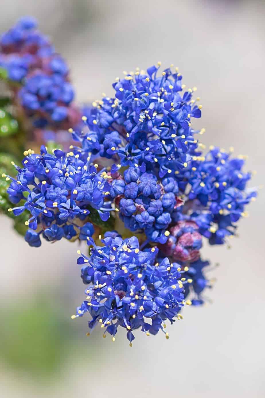 Ceanothus graces your northwest-facing garden with magnificent blue flowers
