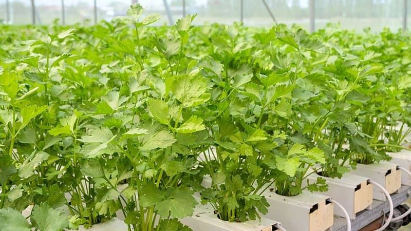 Celery is a water-hungry plant, making it a good candidate to grow in a hydroponics system