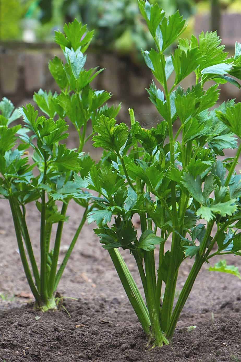 虽然芹菜是一种耗时的植物，但它在高床花园中生长得很好
