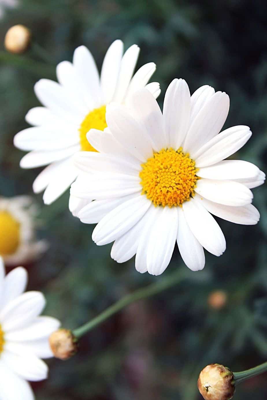 If your looking for another relaxing plant to add to your southeast facing garden, plant Chamomile