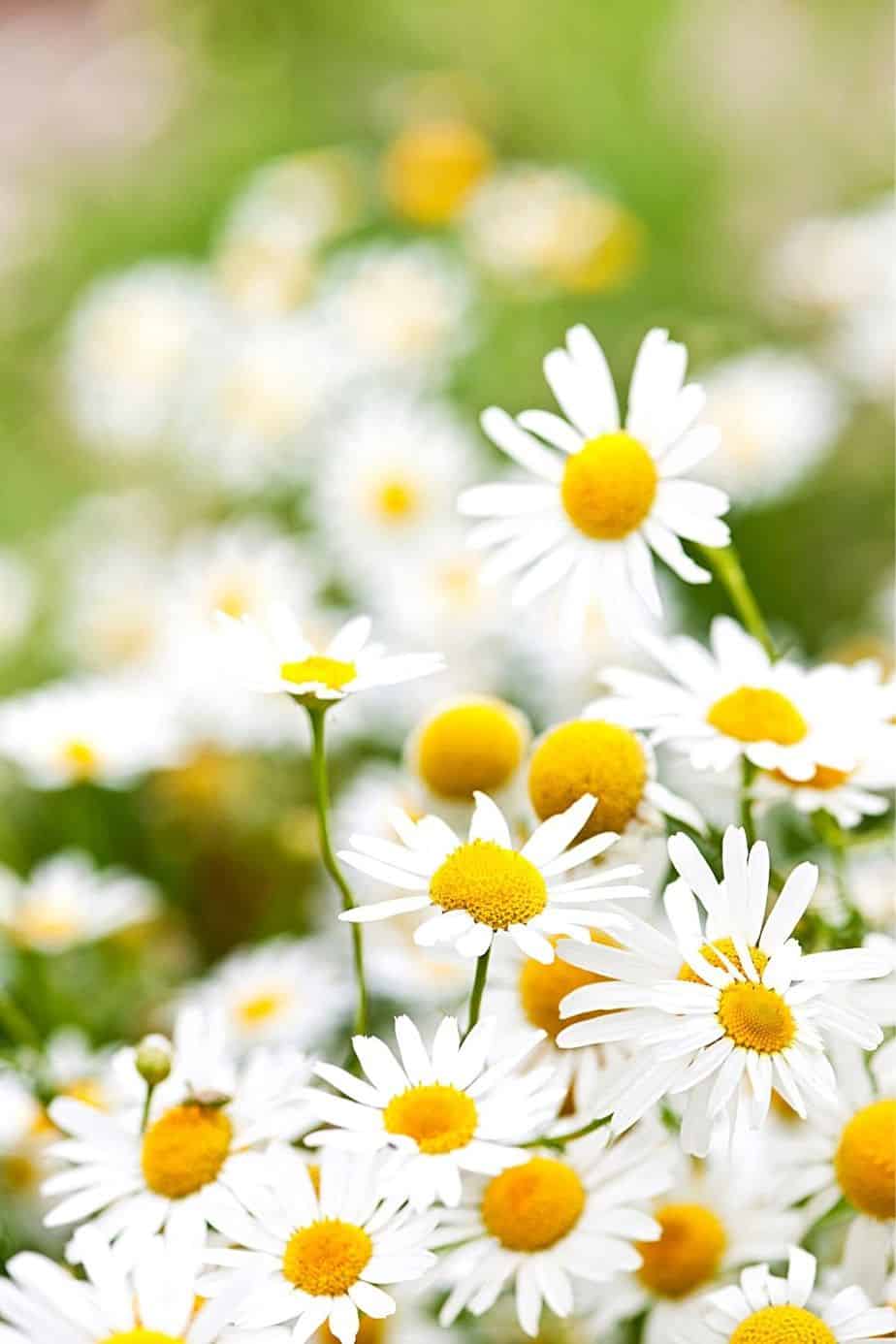 Chamomile is best as ground-cover plant for your northeast-facing garden