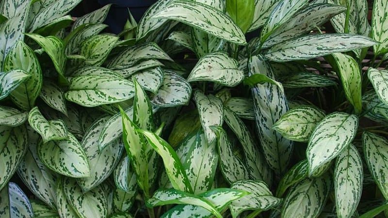 You need to recharge Chinese Evergreen with circulating air and moisture particles for it to thrive in a hydroponics system