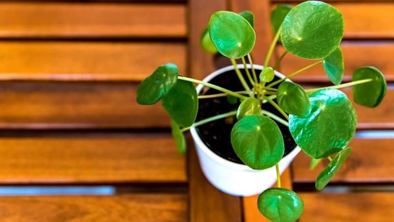 Chinese Money Plant can be grown in a hydroponics system through its rhizome