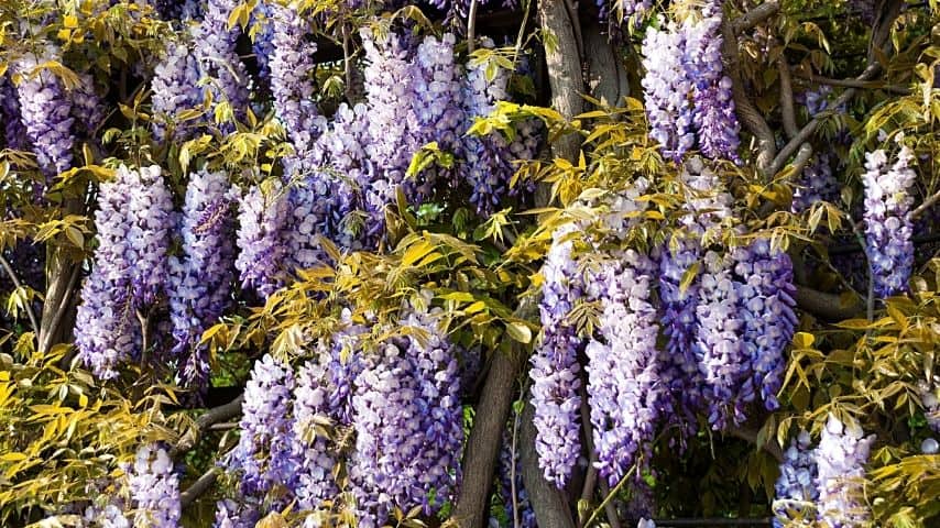 Chinese Wisteria, with its twining and flowering vines, is enough to beautify your fence line