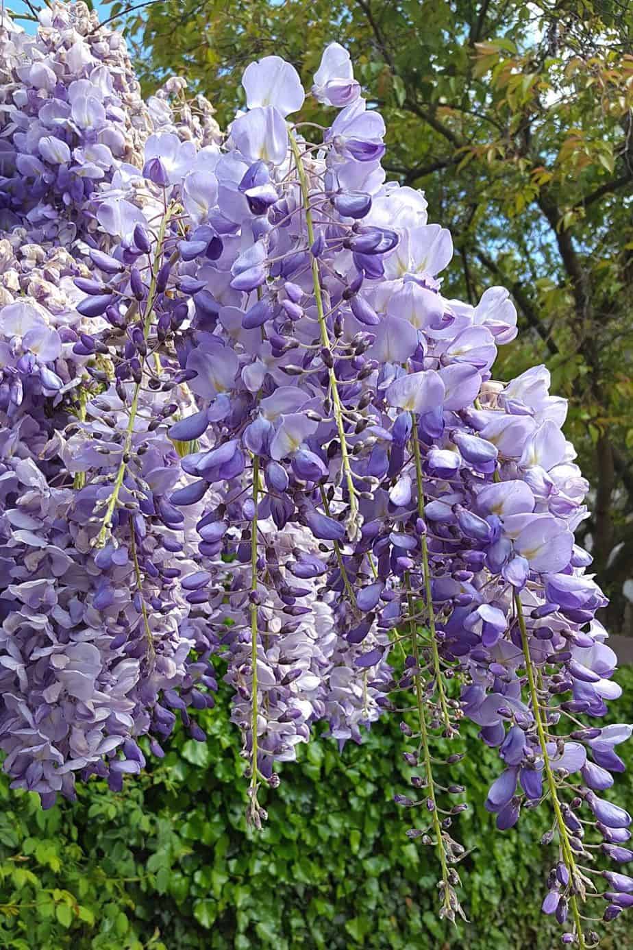 If you're looking for a mystical-looking plant to add to your southeast facing garden, then Chinese Wisteria is your plant of choice