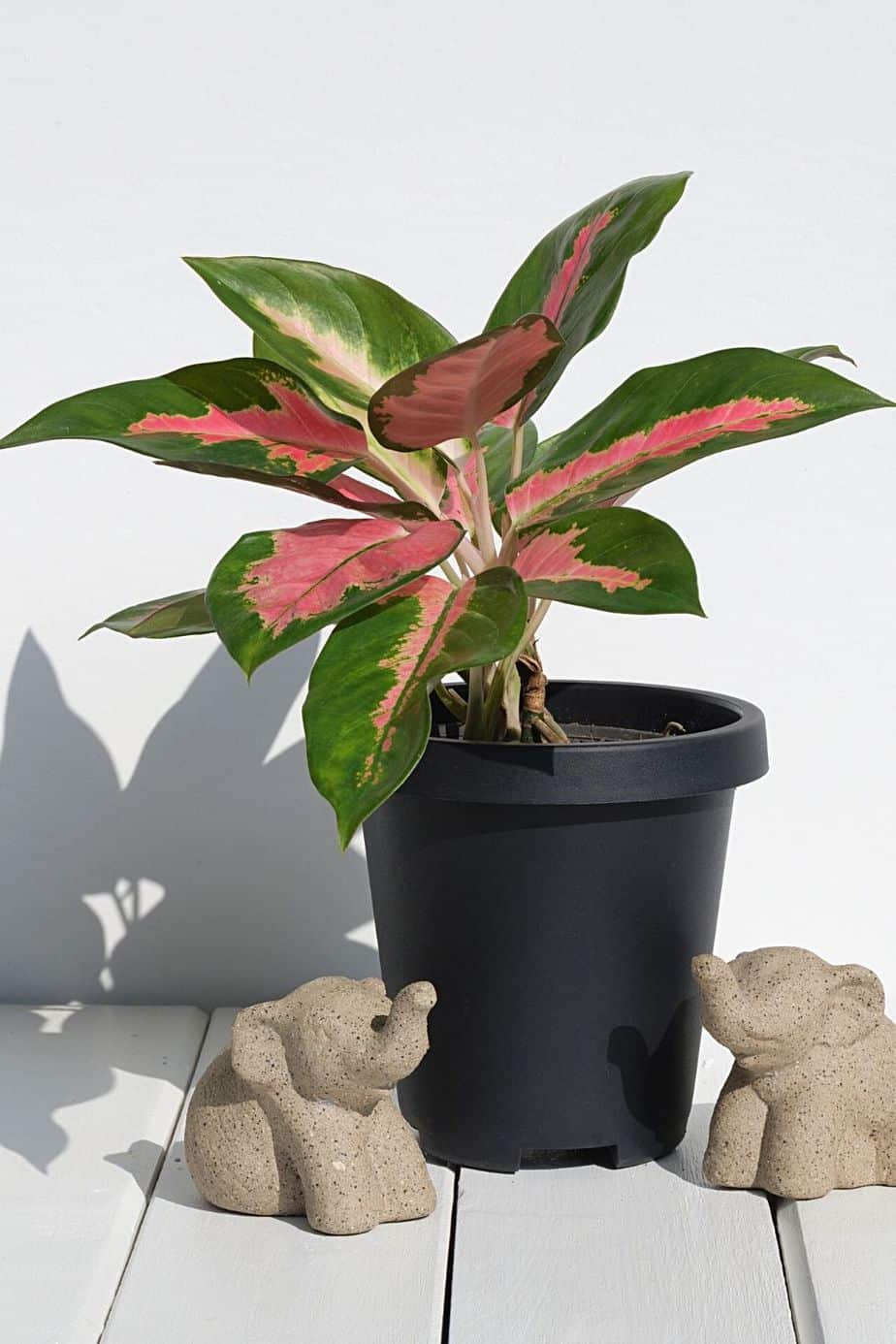 If you want to add a plant with a splash of red on your northeast-facing window, the Chinese evergreen is your plant of choice