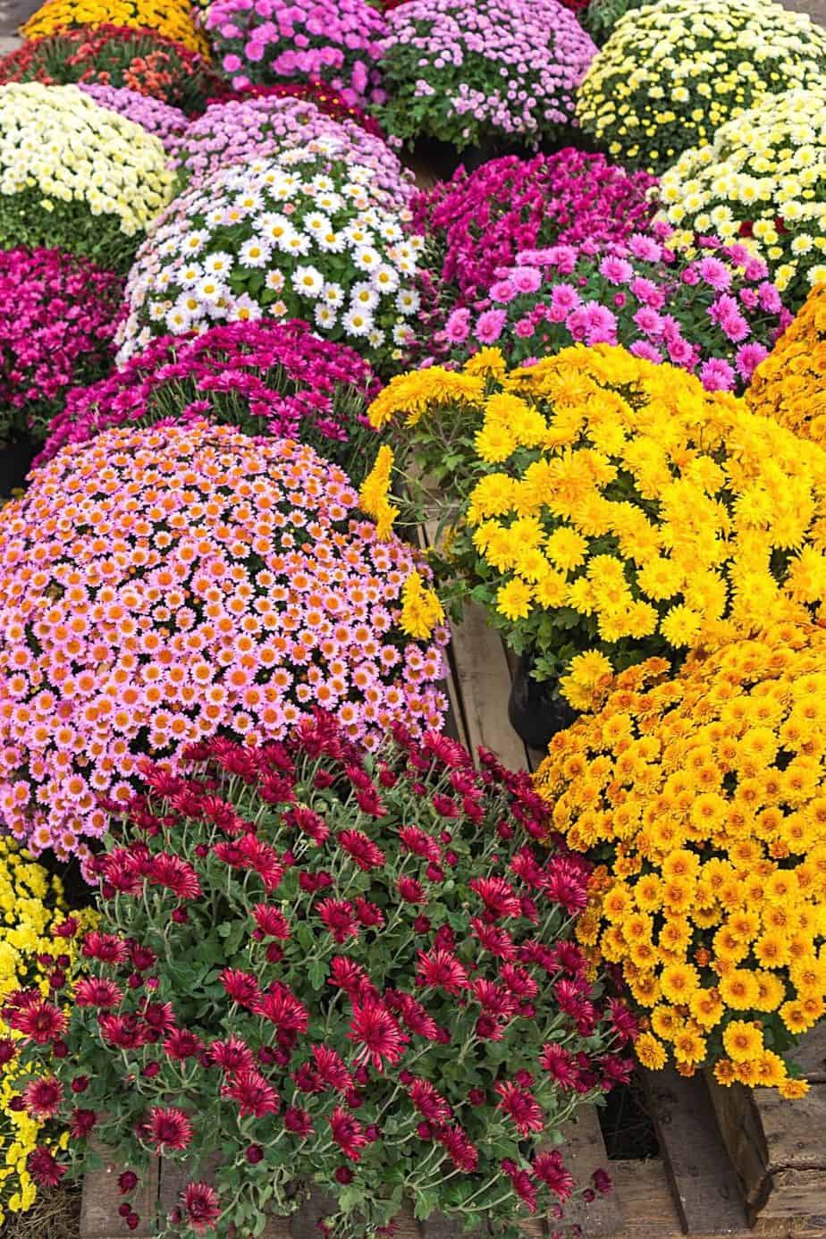 You can easily add a hint of culture to your south-facing balcony by growing Chrysanthemum