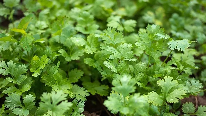 Cilantro (Coriandrum sativum) grows best when you plant it in a vegetable garden with a slightly acidic soil