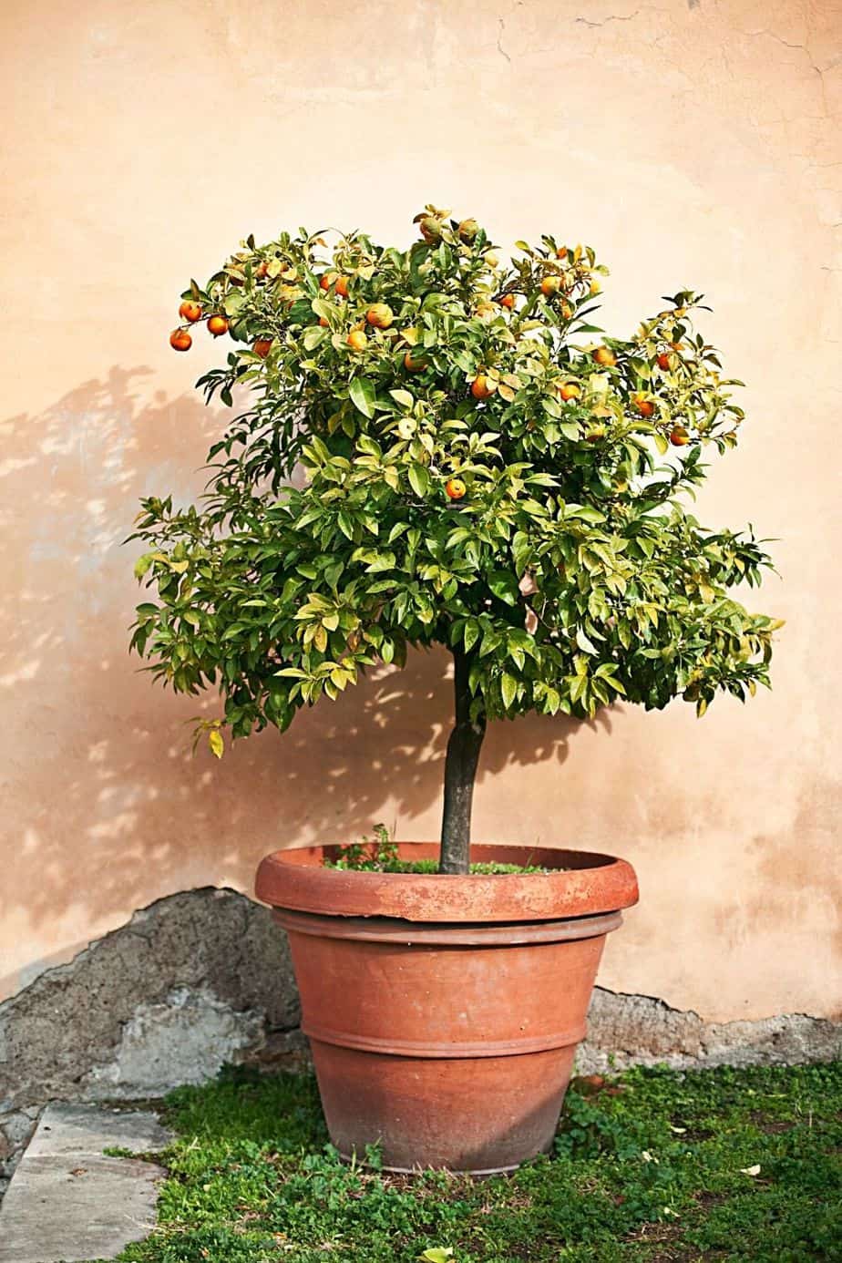 Citrus Trees can be grown indoors, and are best placed in southwest-facing windows