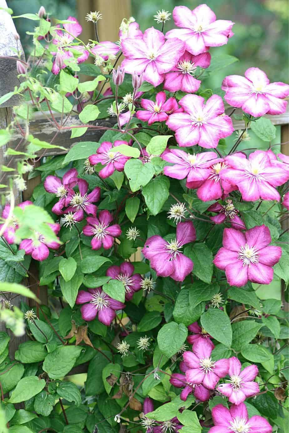 Clematis is part of a collection of plants you can grow for privacy