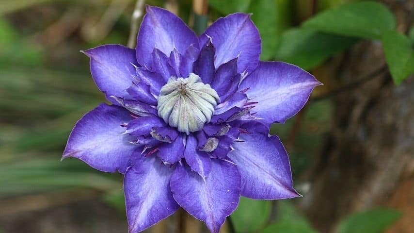Clematis are part of climbing plants that you can grow on your fence line