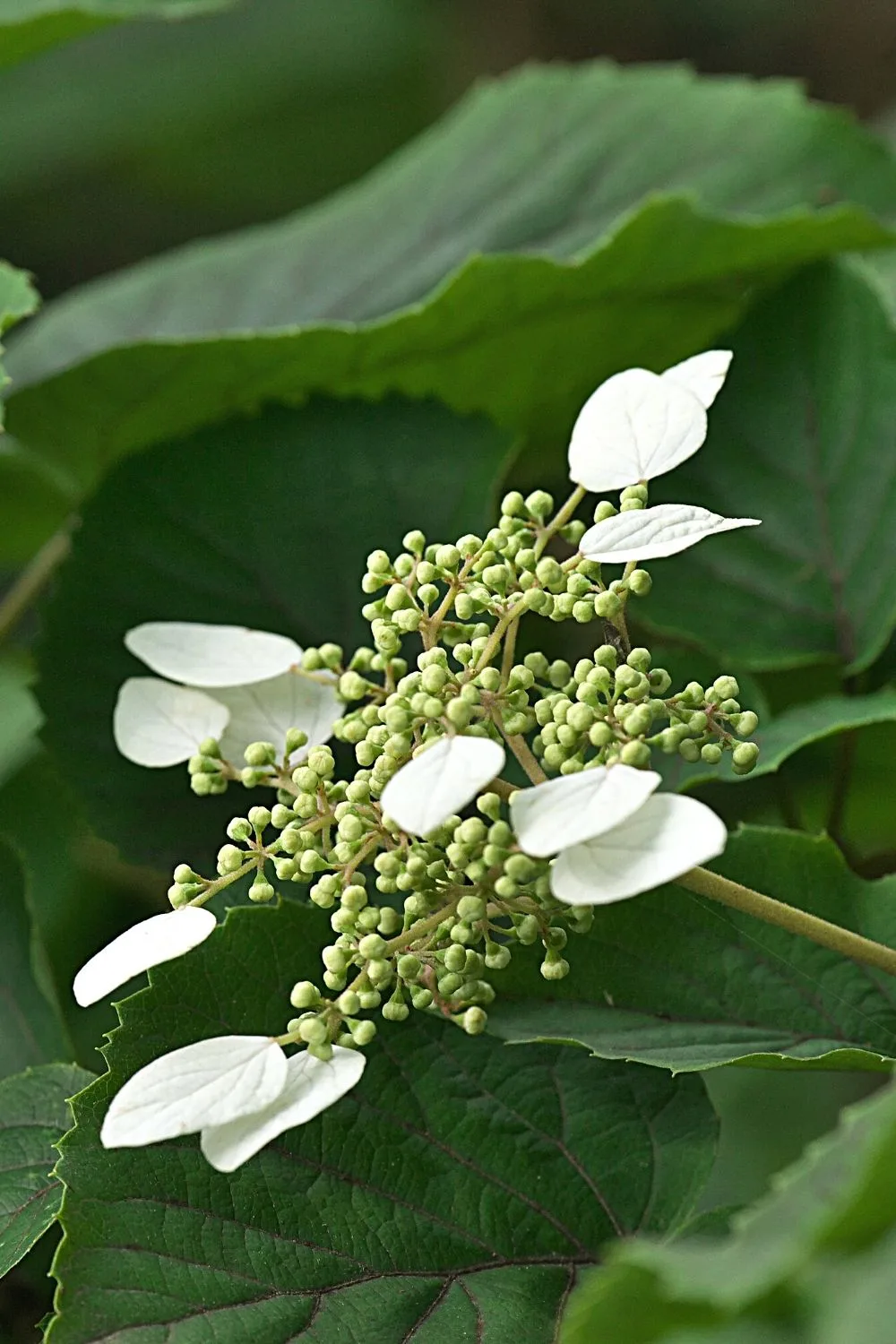 Climbing Hydrangea, though it prefers sunny locations, can thrive in shady north-facing balconies