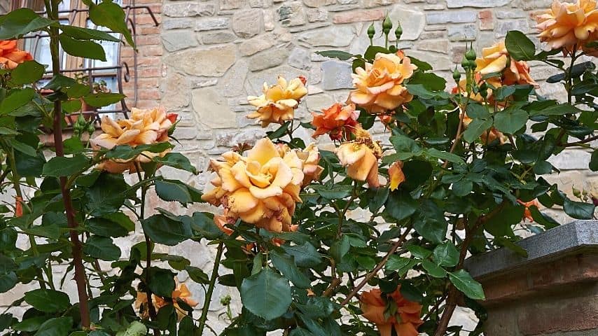 Climbing Roses, with its fast-growing and colorful varieties, are great additions in covering your fence lines