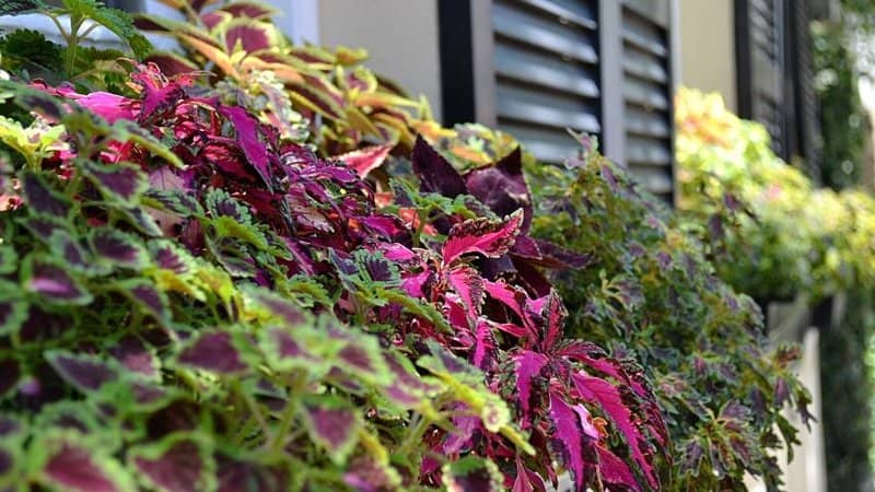 Coleus, available in sun and shade varieties, grows well when placed in window boxes