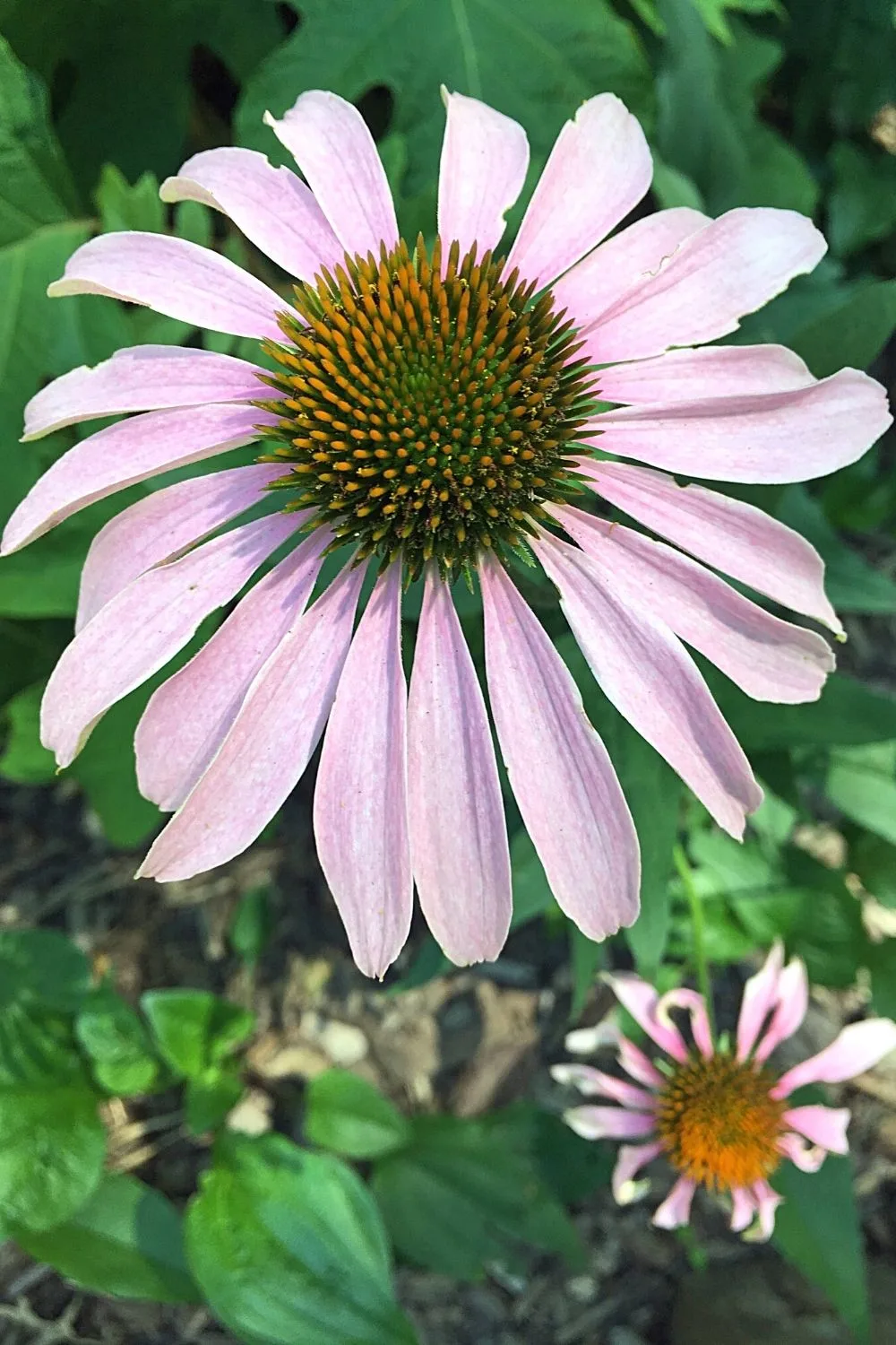 Coneflower is another partial-to-full-sun loving plant that will thrive in a west-facing side of the house 