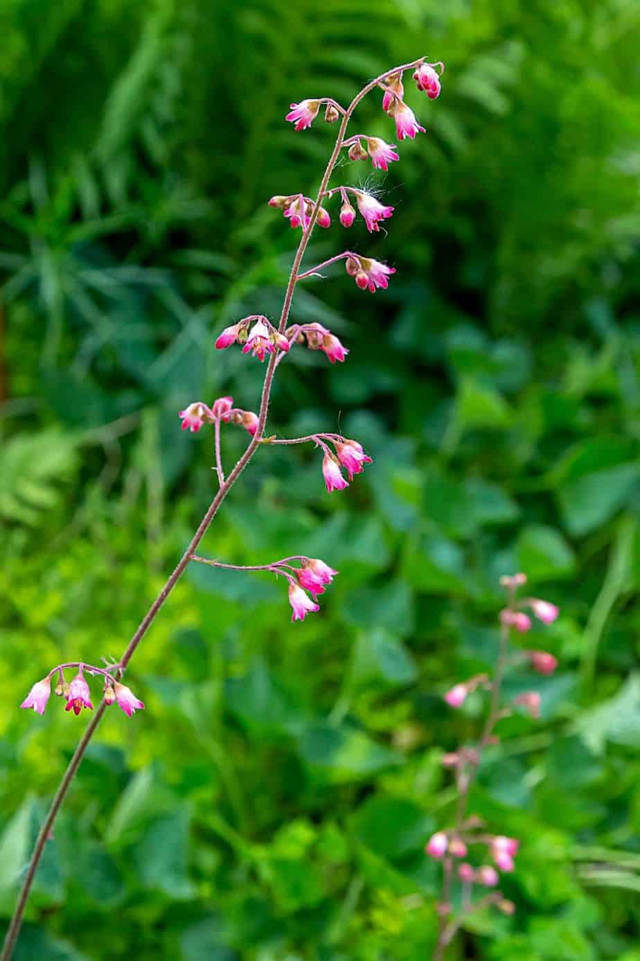 The Coral Bells' tiny blooms attract beneficial insects to your garden