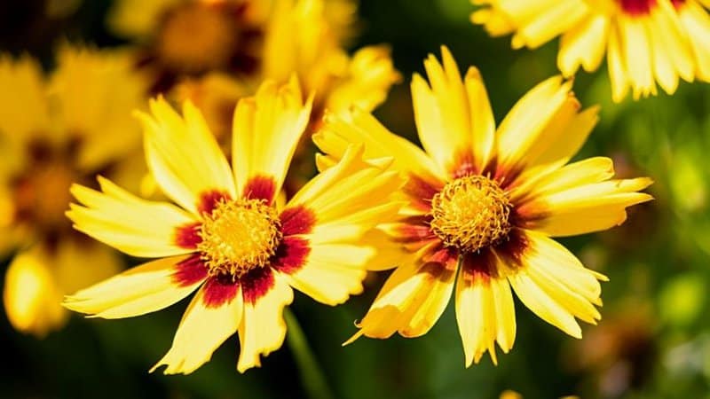 Coreopsis, the king of summer, helps attract bees to it with its bright yellow blooms