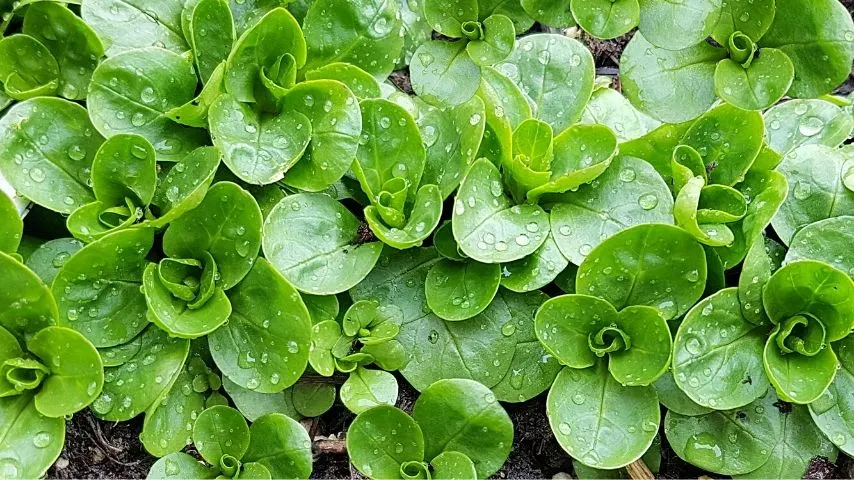 Corn Salad (Valerianella locusta) thrives best when planted in a vegetable garden that receives partial sunlight