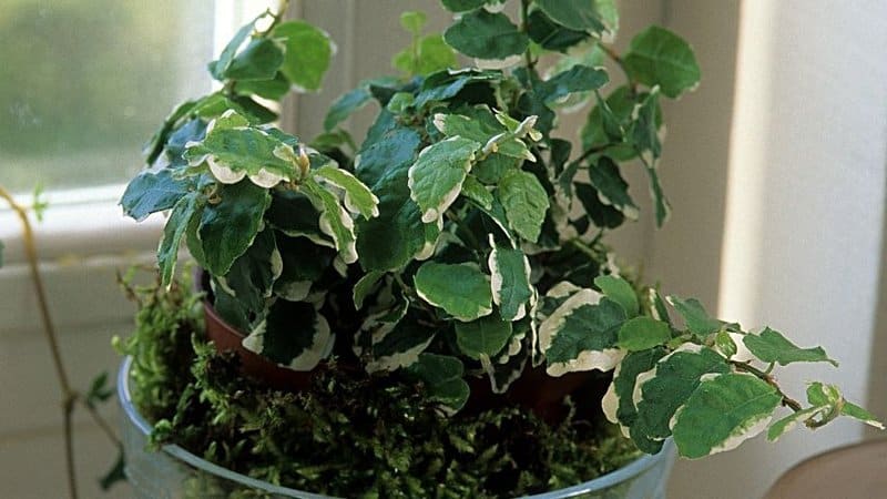 The variegated leaves of the Creeping Fig aids in beautifying the enclosed space of your terrarium