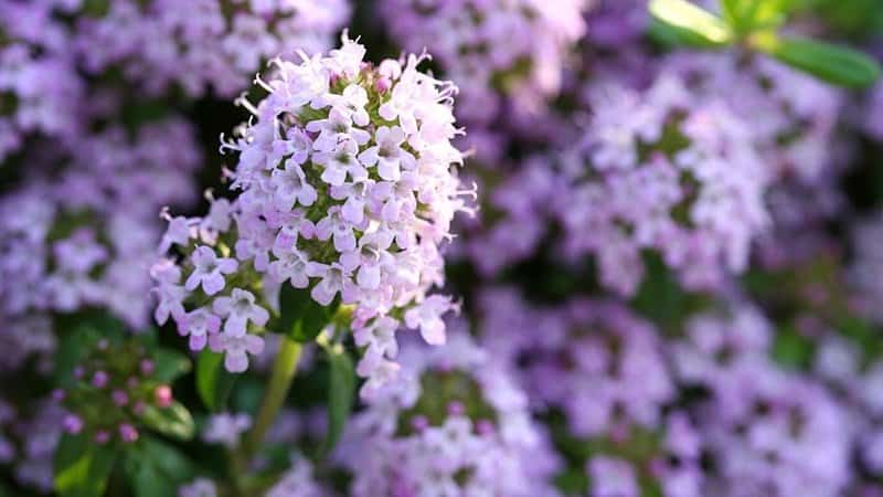Creeping Thyme is another plant grown near the garden bed that helps in attracting bees