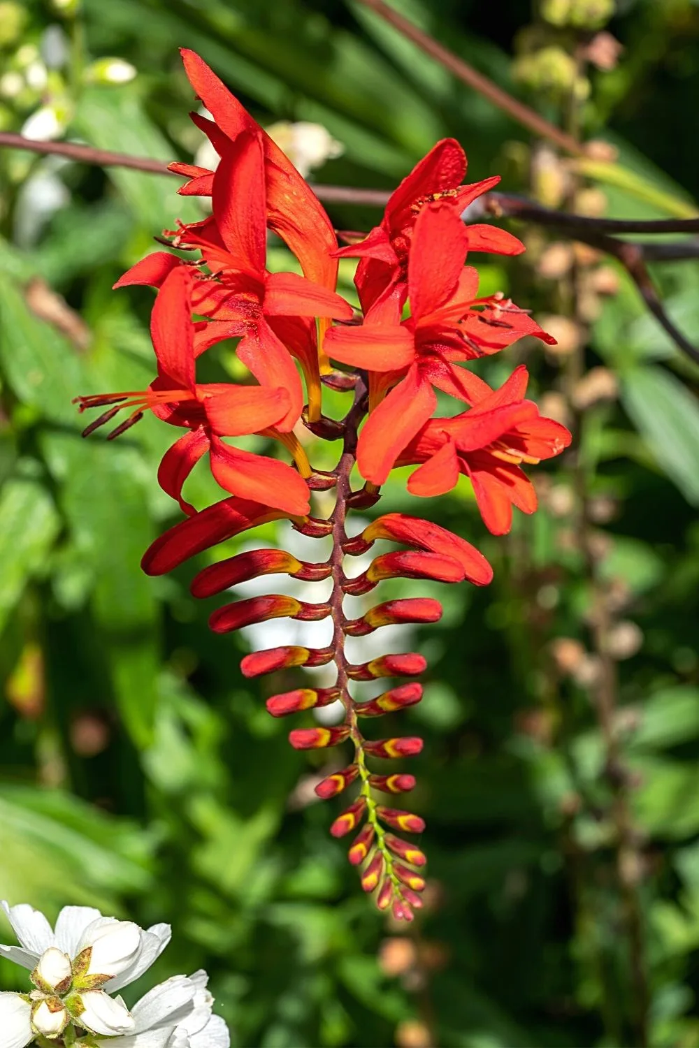 Crocosmia Lucifer adds a pop of red to your southeast facing garden with its red blooms