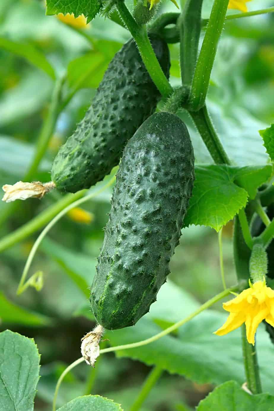 Cucumber is one of the vegetables you can grow in raised beds that is perfect for beginner gardeners