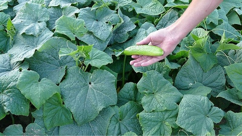 黄瓜是世界上最受欢迎的蔬菜之一，你可以在春天的花园里种植