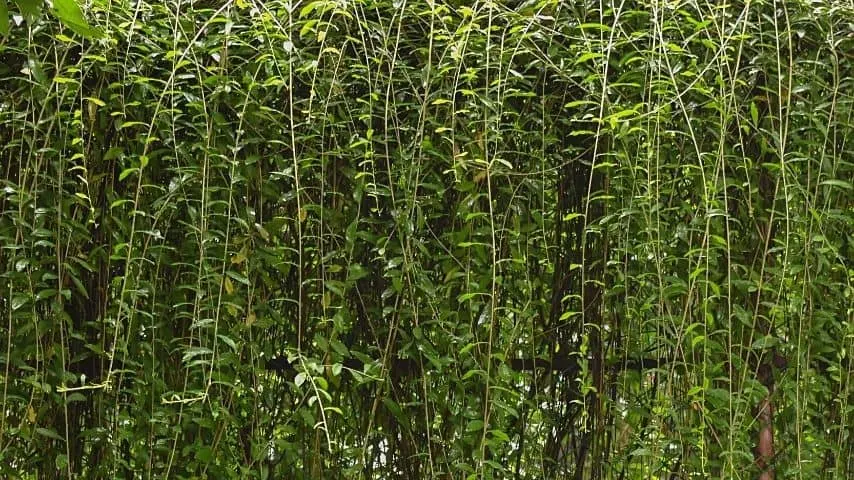 Curtain Creeper is another beautiful plant you can grow to beautify your fence line