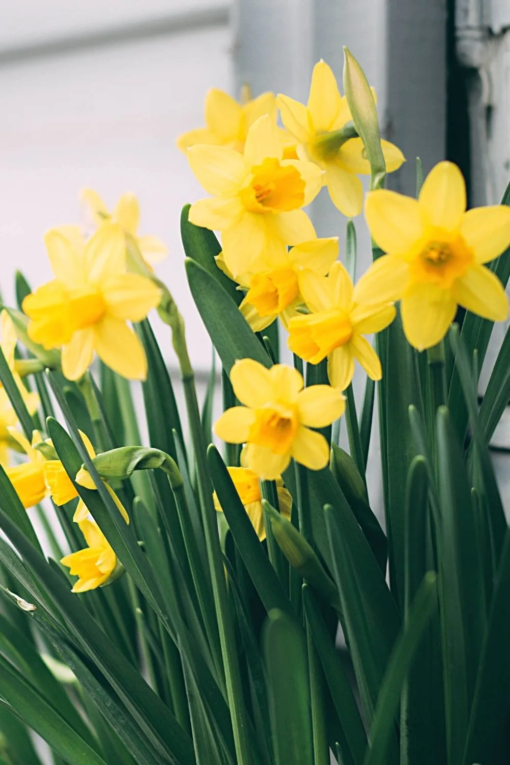 Daffodils are easy-to-grow plants that you can grow on your east facing balcony