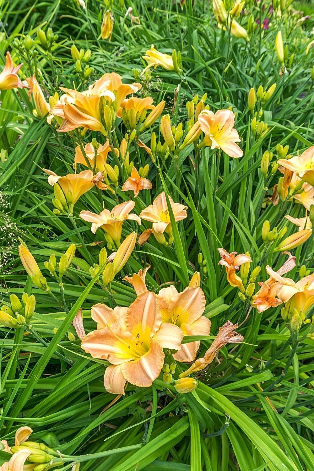 Daylillies are low-maintenance perennial plants you can grow on the east-facing side of the house