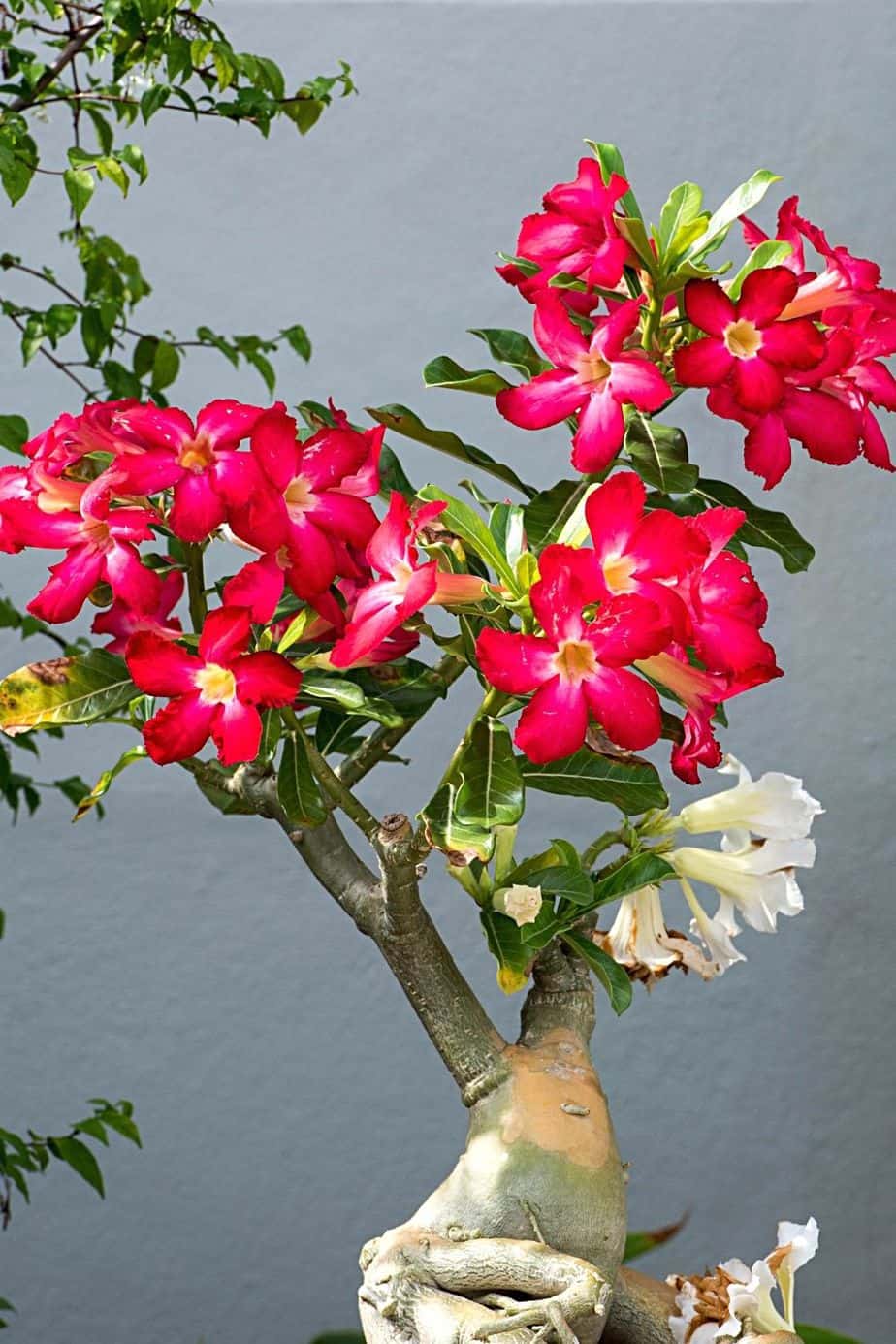 Desert Rose, despite its beauty, should be kept away from pets and children when grown on your east-facing balcony