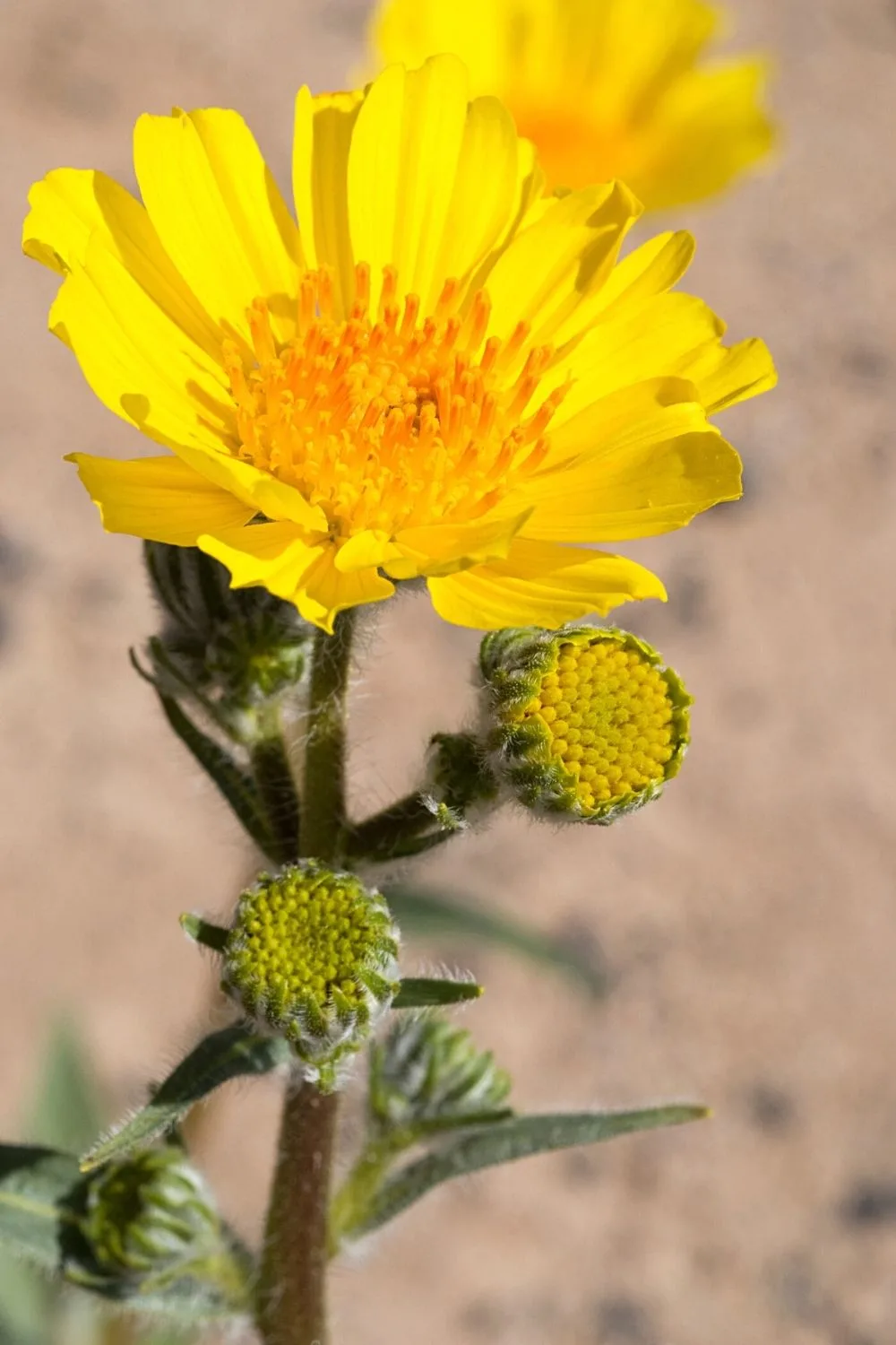 Desert Sunflower, known for its yellow, daisy-like blooms, adds a pop of color to your southwest facing garden