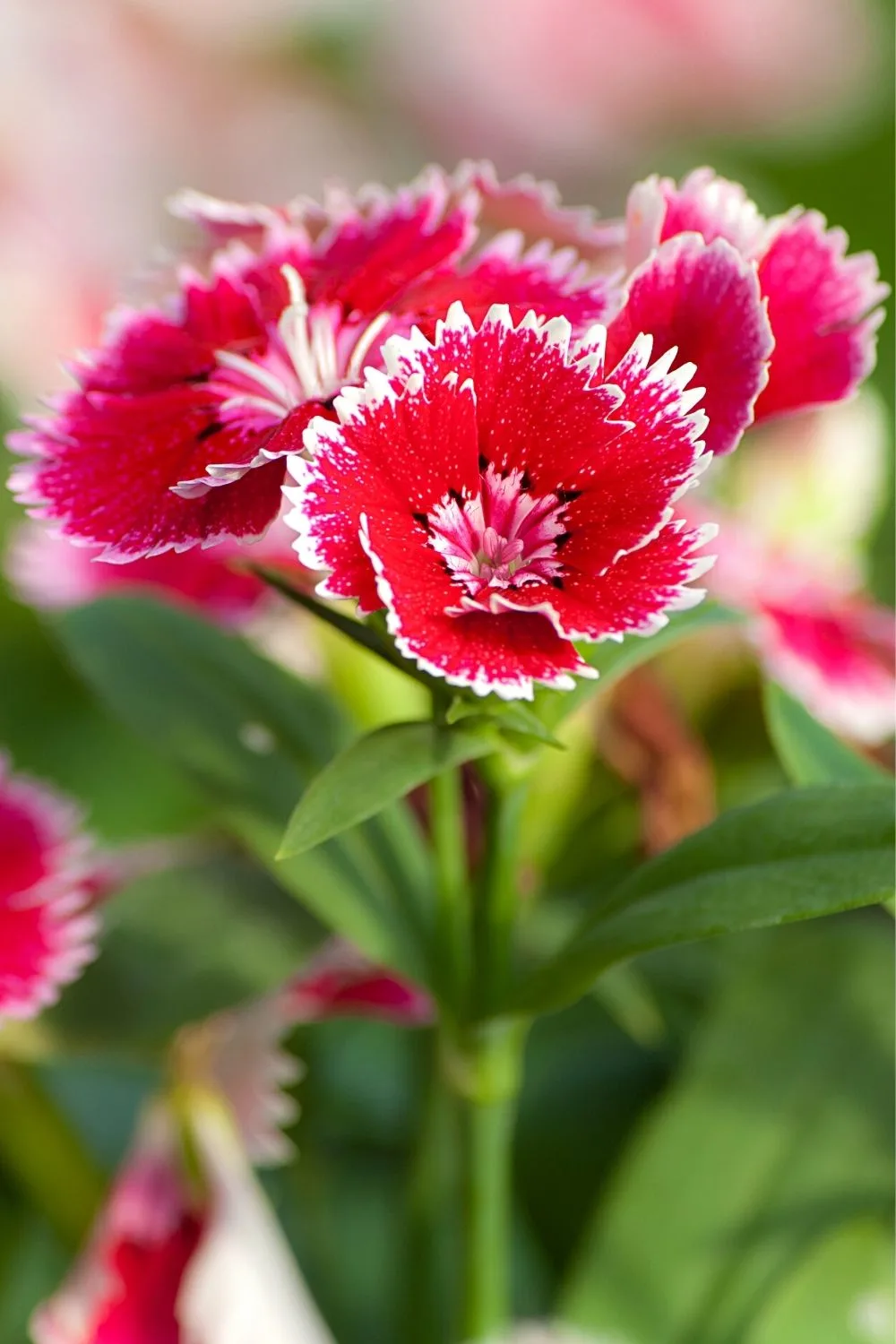Dianthus is a fast blooming plant that will grace your northeast-facing garden with blooms from spring to fal