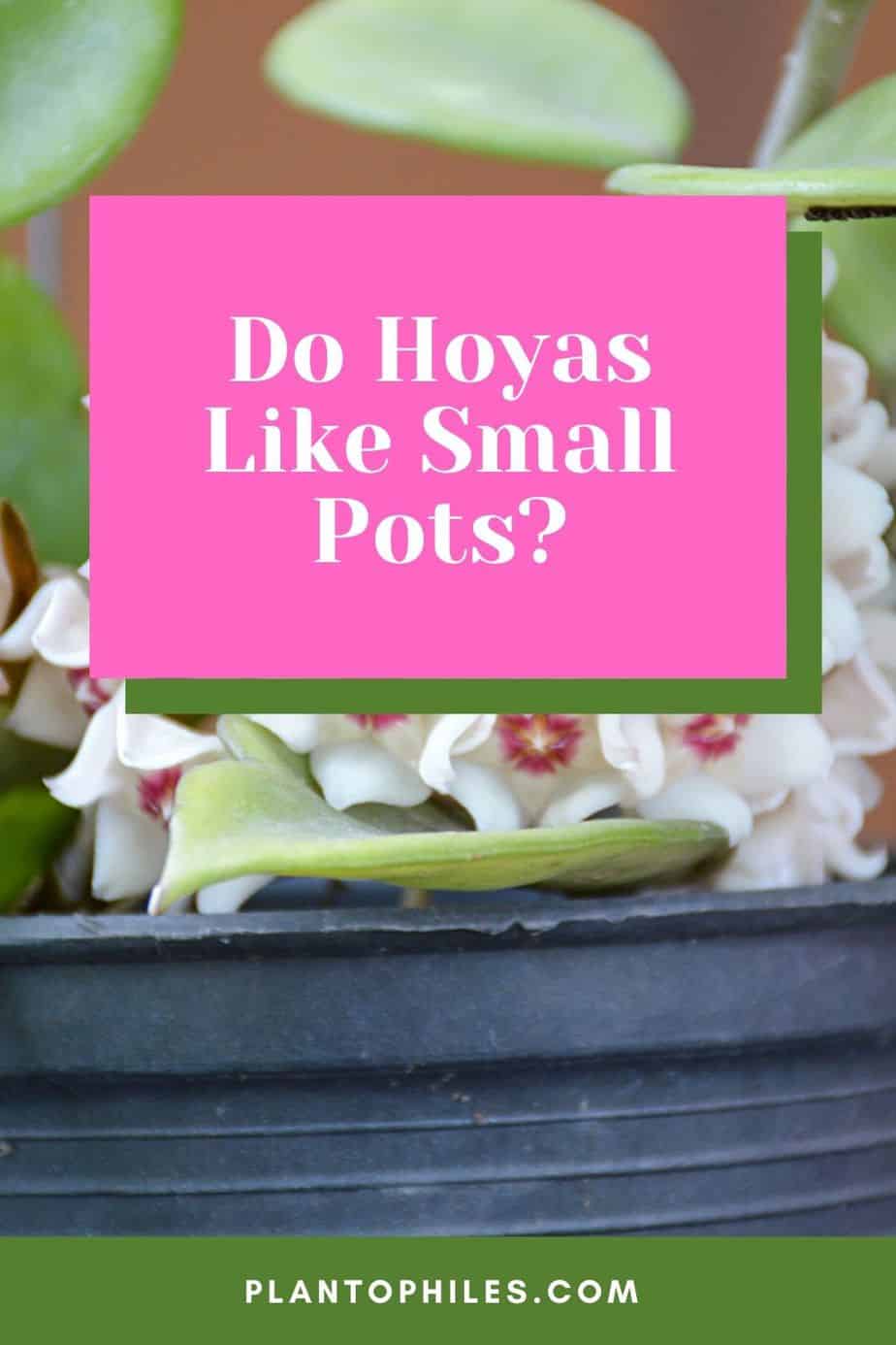 Do Hoyas Like Small Pots?