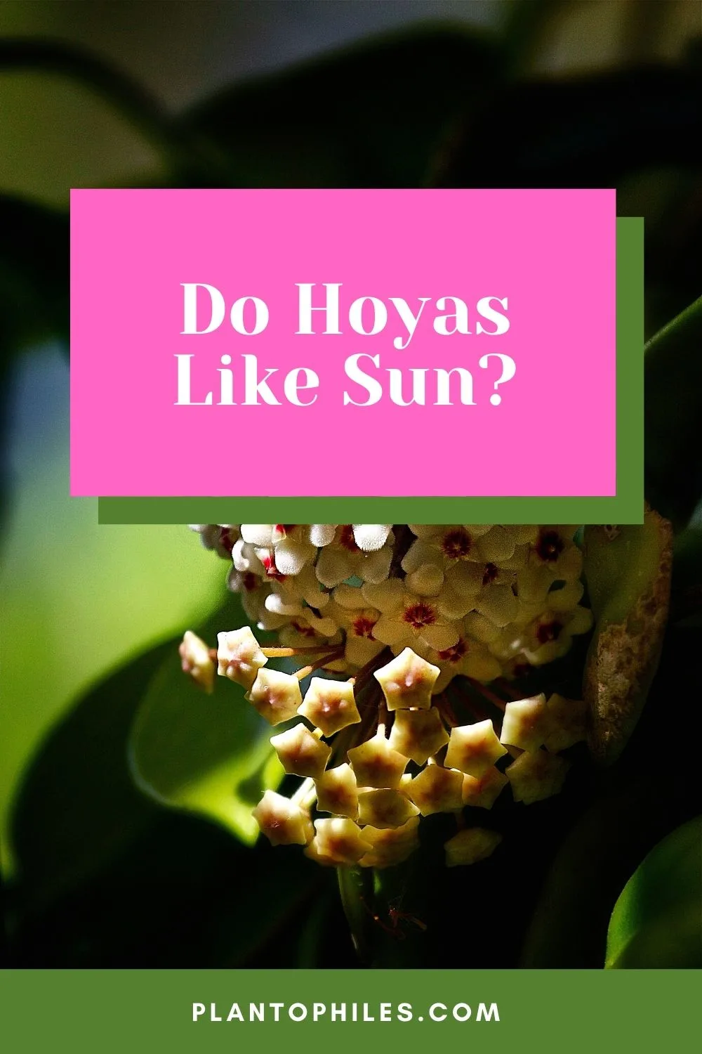 Do Hoyas Like Sun?