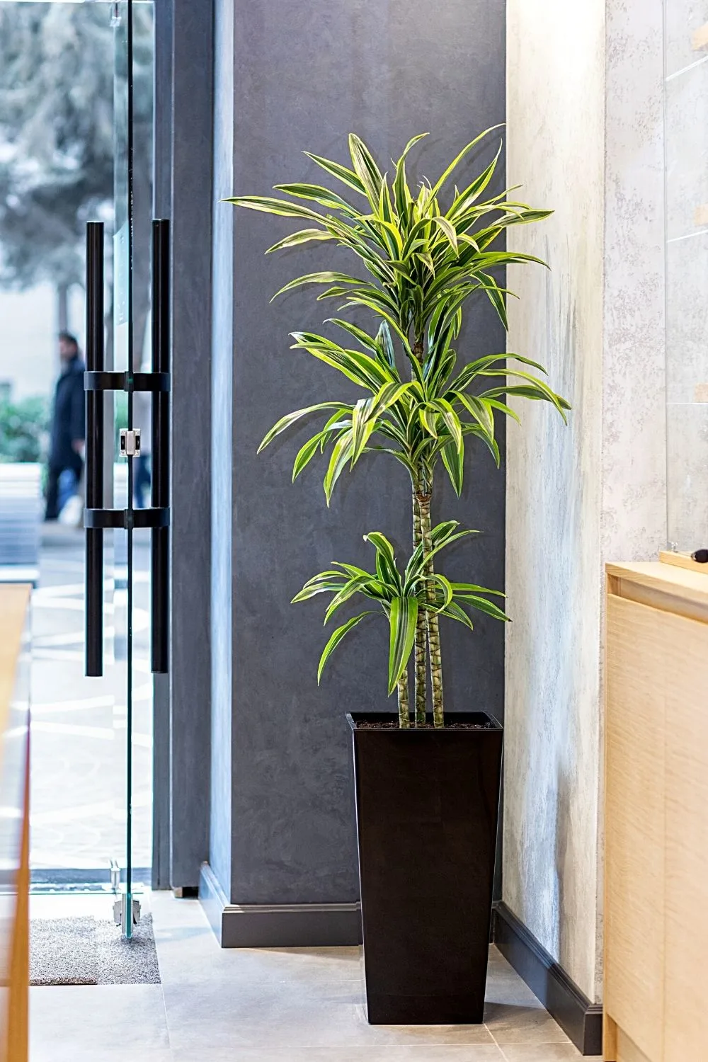 Dracaena Fragrans is a great plant to grow by your southwest-facing window if you love its ability to clean the surrounding air of toxins
