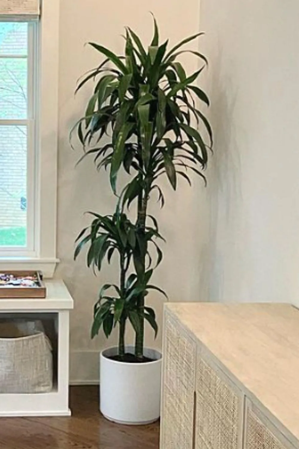 Dracaena Lisa Cane is another great addition to your growing northeast-facing window plant collection