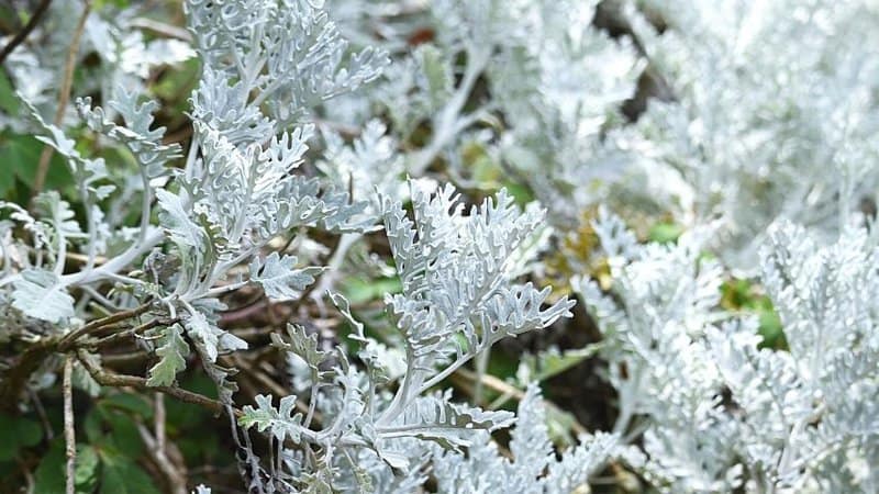 Dusty Miller's silver foliage makes your window boxes a unique sight