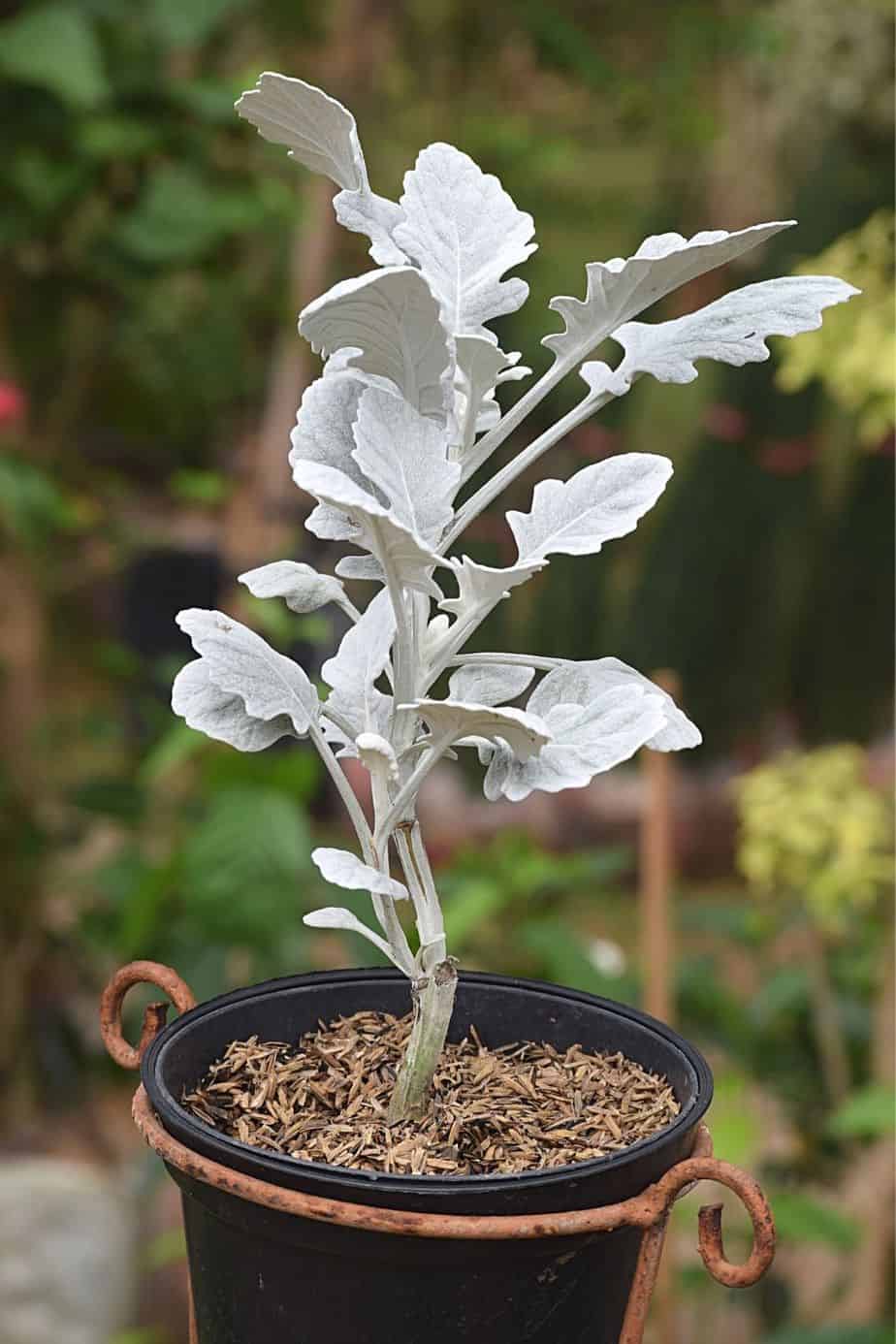 The Dusty miller's gray lacy foliage is sure to wow anyone who passes by the west-facing side of your house