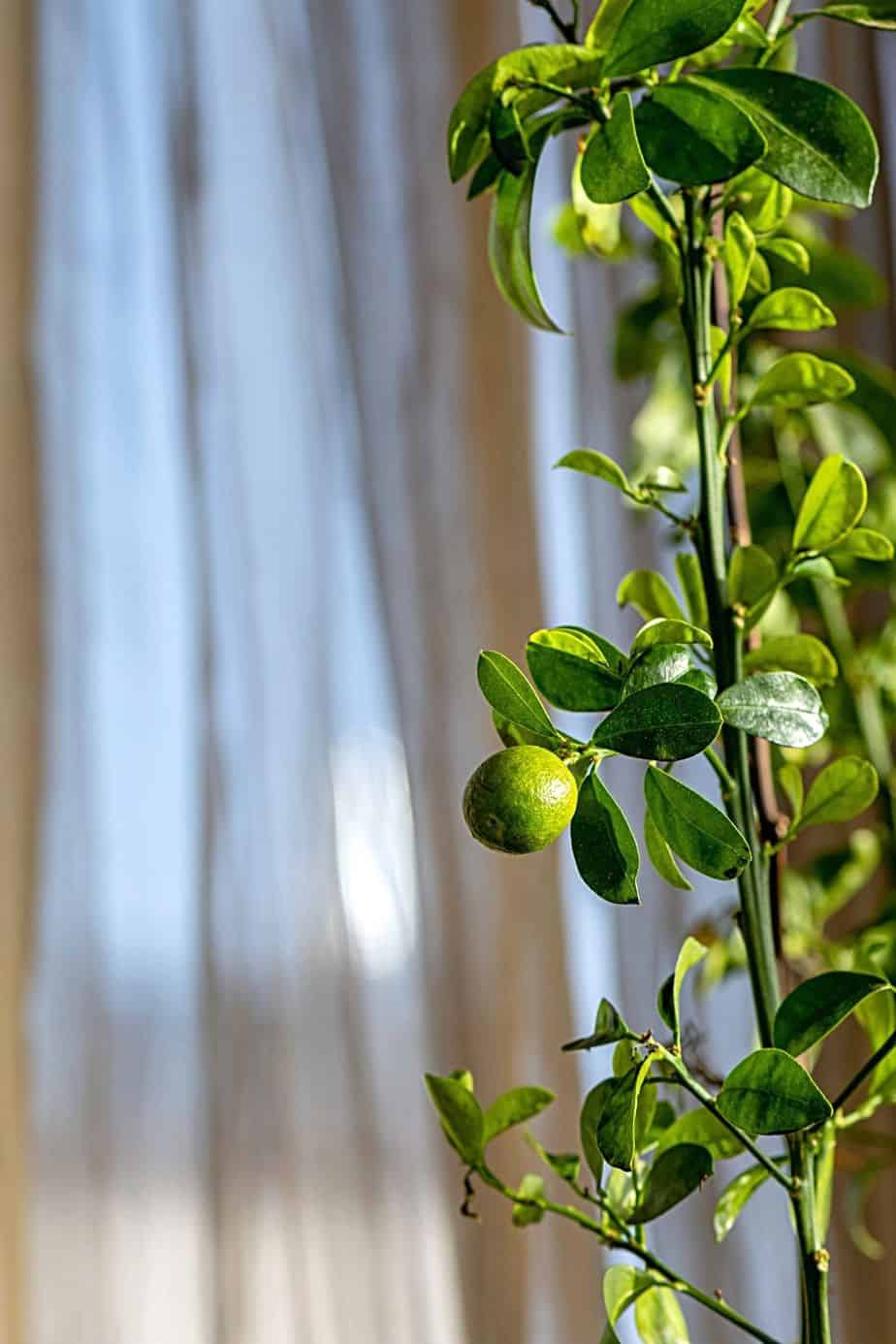 Dwarf Citrus is another great plant to grow by your southeast-facing window