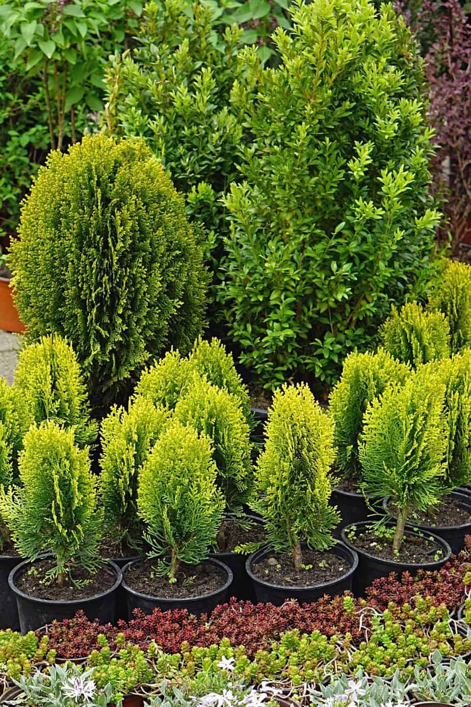 Though you can grow Dwarf Conifers in pots on your east-facing balcony, they can grow large after 20 to 30 years