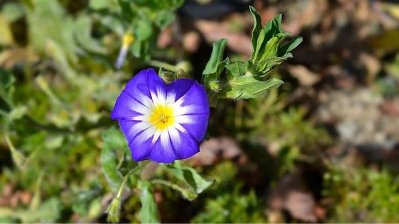 Another stunning plant to grow in your window boxes is the Dwarf Morning Glory