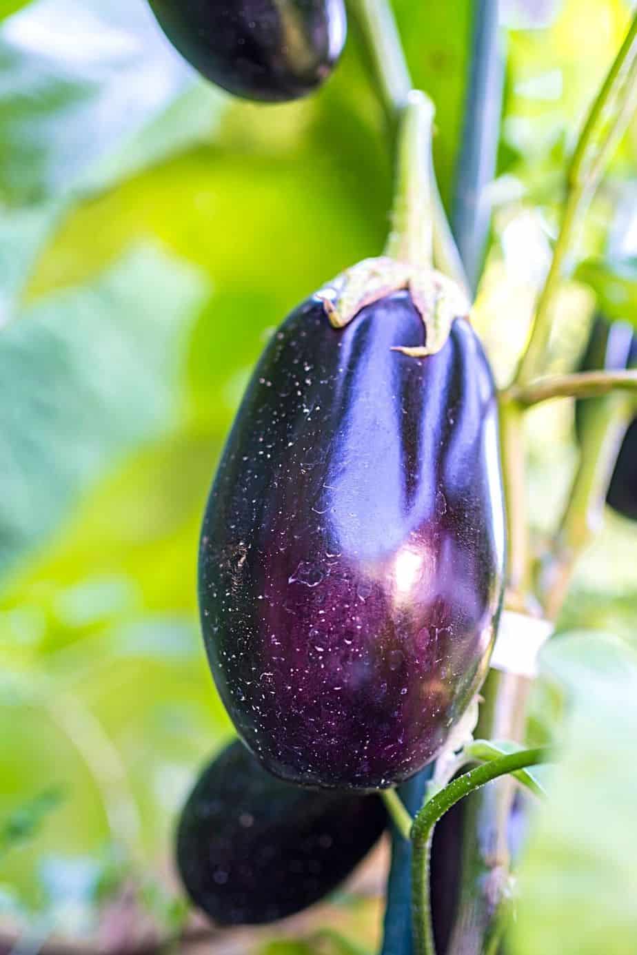 Adding to the list of edible plants you can grow on a south-facing balcony is the Eggplant
