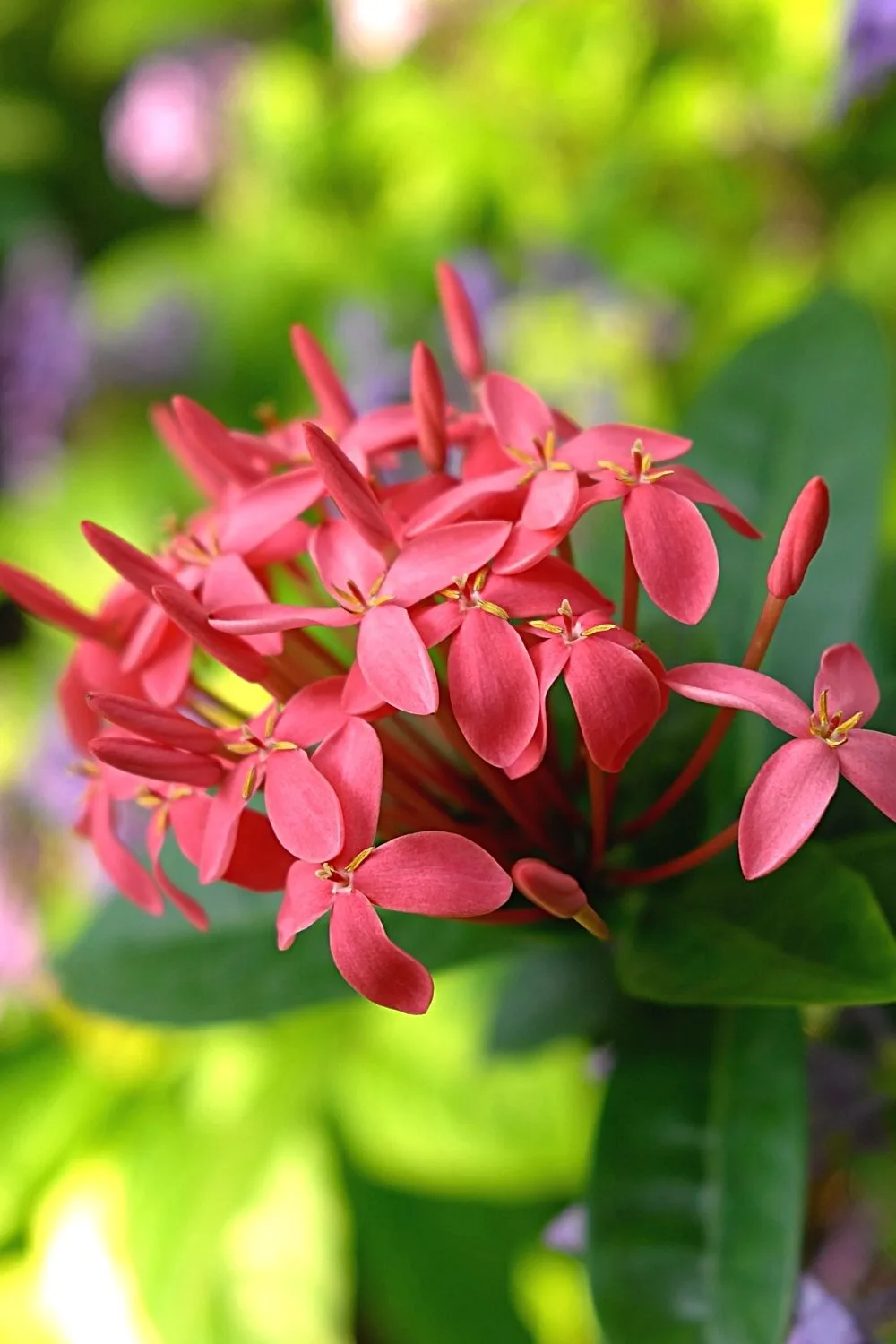 Egyptian Star Cluster has tiny, stunning flowers that grow in clusters that adds beauty to your southeast-facing garden