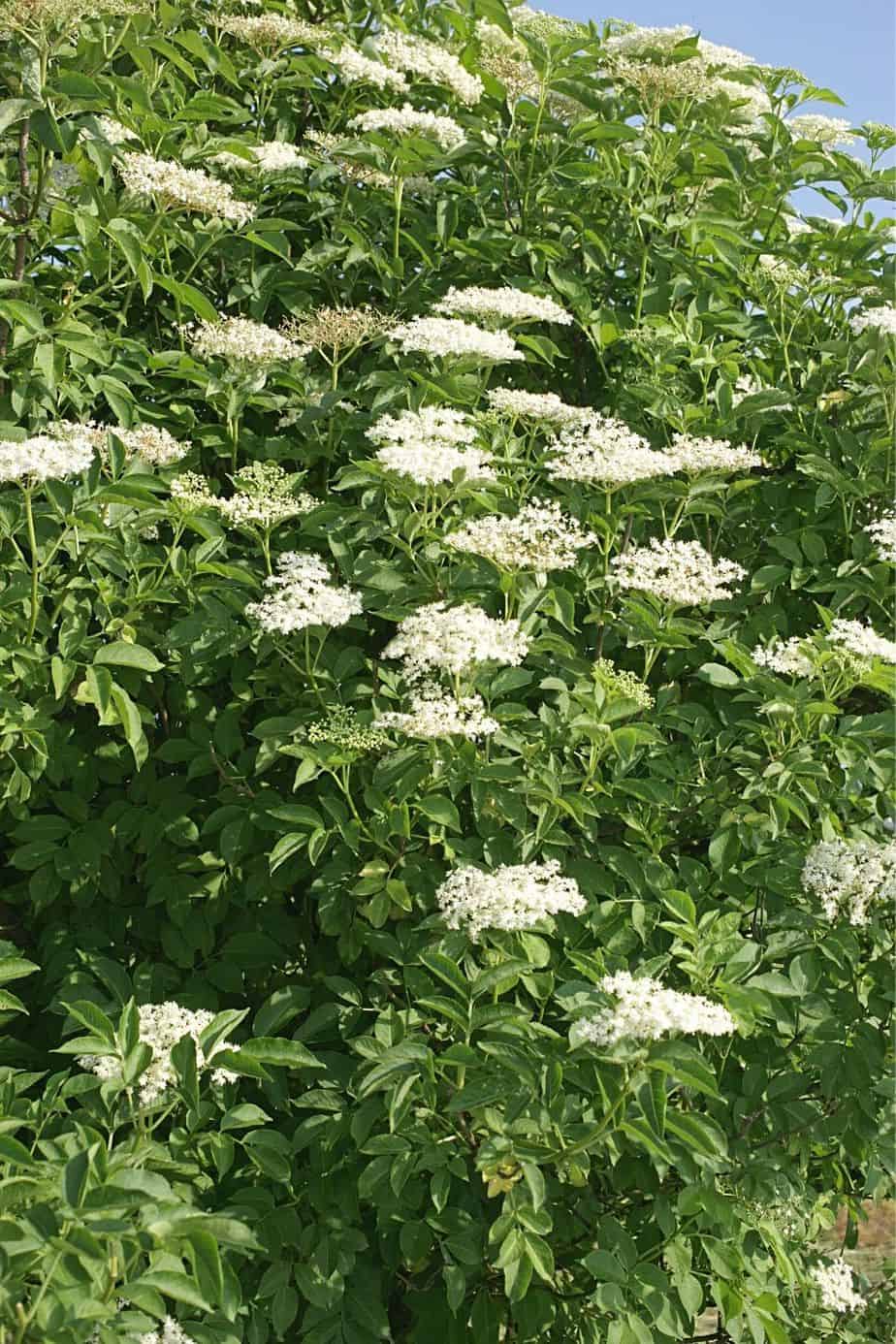 Elder tree is a great shrub you can grow in your northwest-facing garden