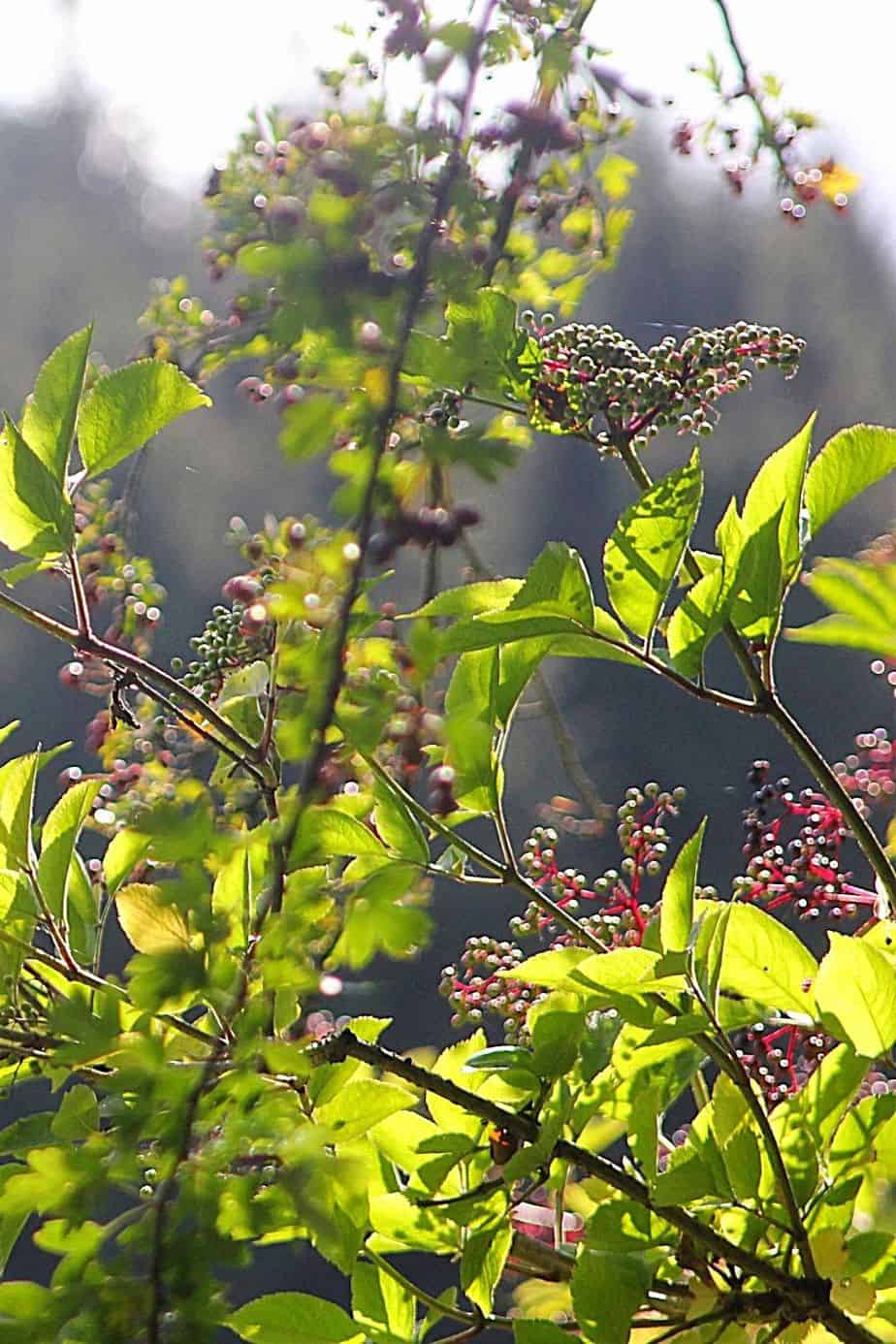 Elderberry is another great addition to your collection of plants great for privacy