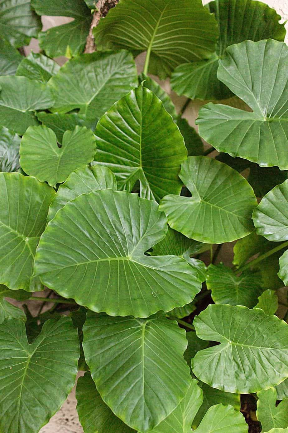 Elephant Ear can be a great plant to grow for privacy of your garden or porch